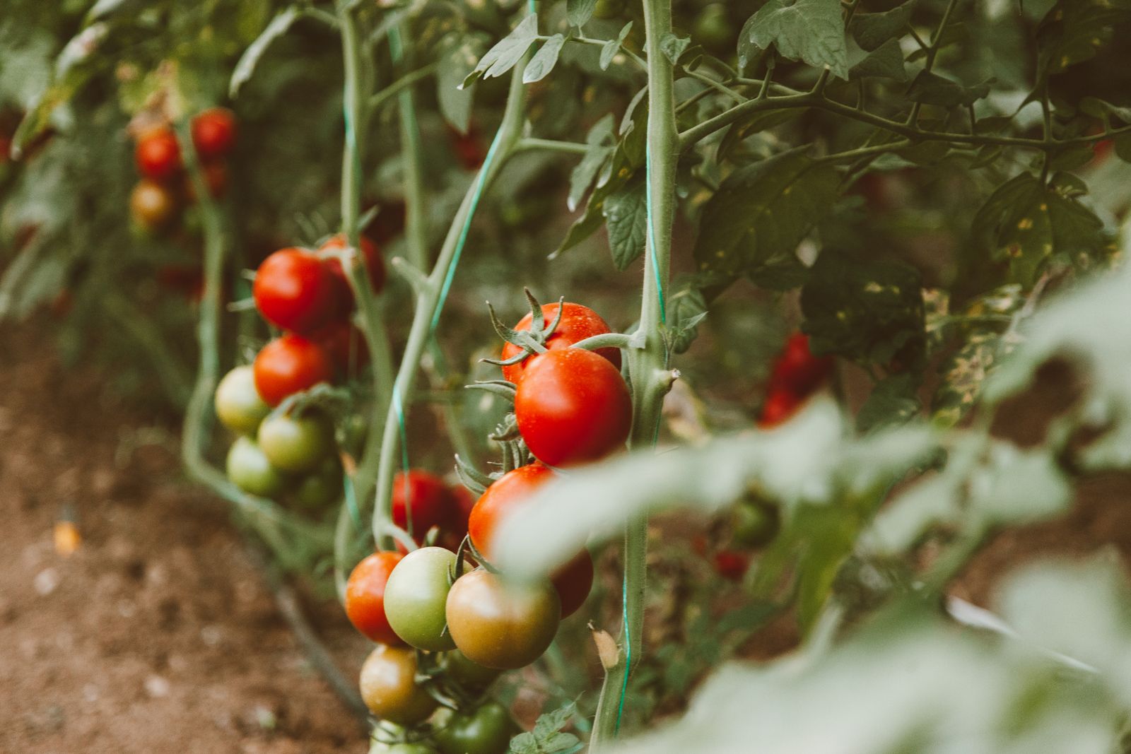 Ripe and green tomatoes growing together on leafy vines.