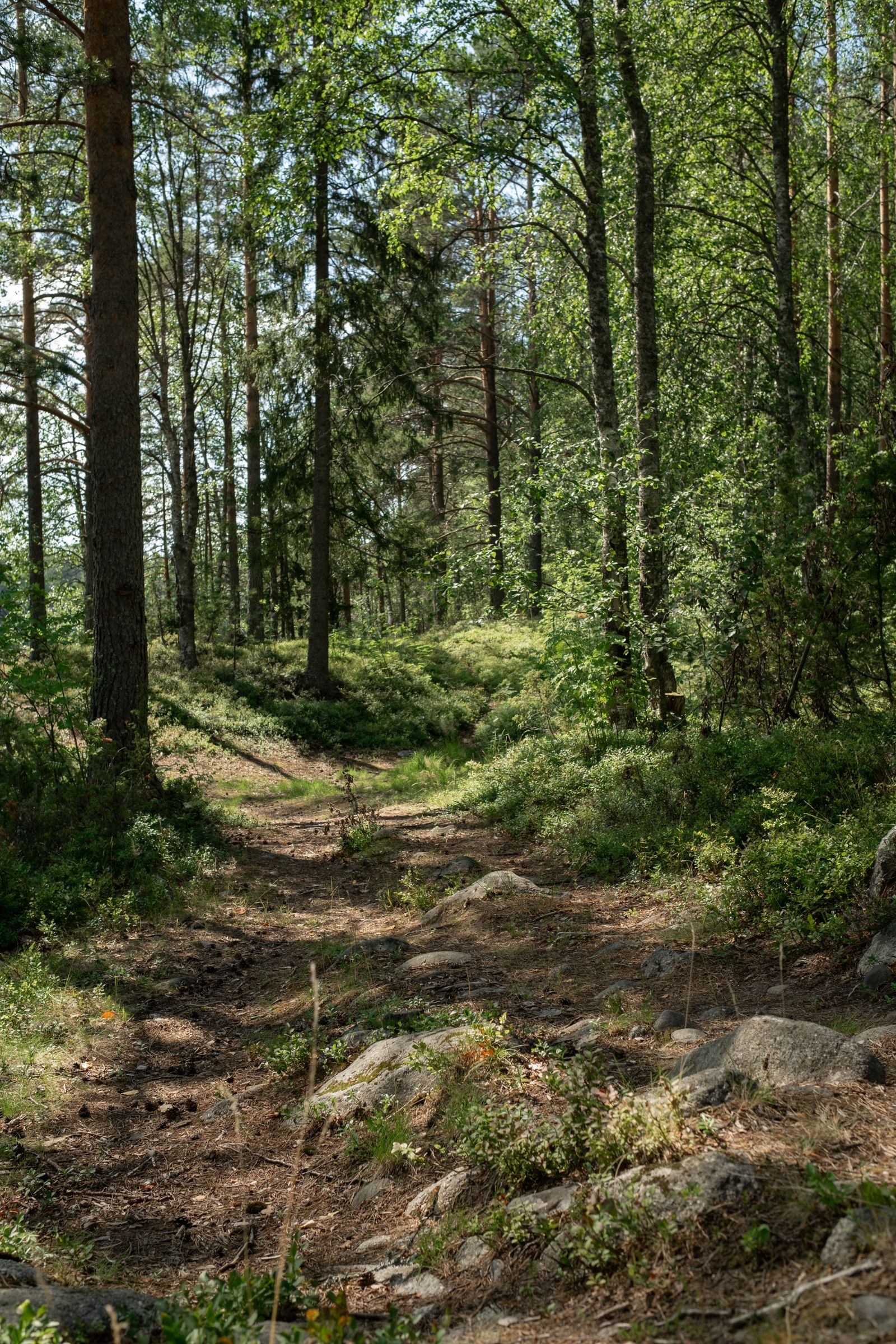 A narrow woodland path winding among tall trees.