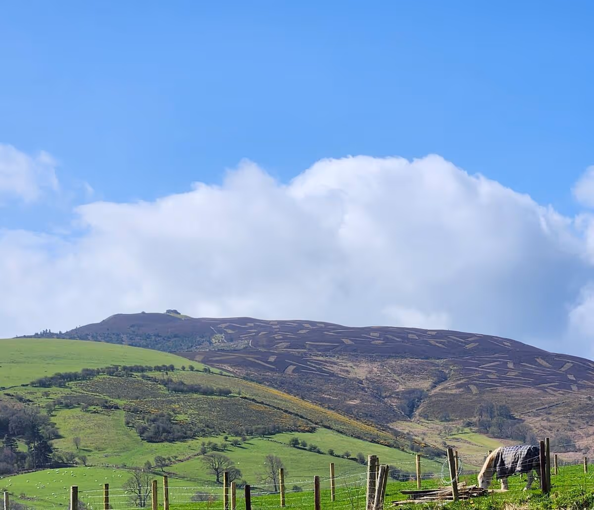 Green hills with scattered trees under a blue sky with white clouds, featuring a fenced area with a grazing horse wearing a blanket.