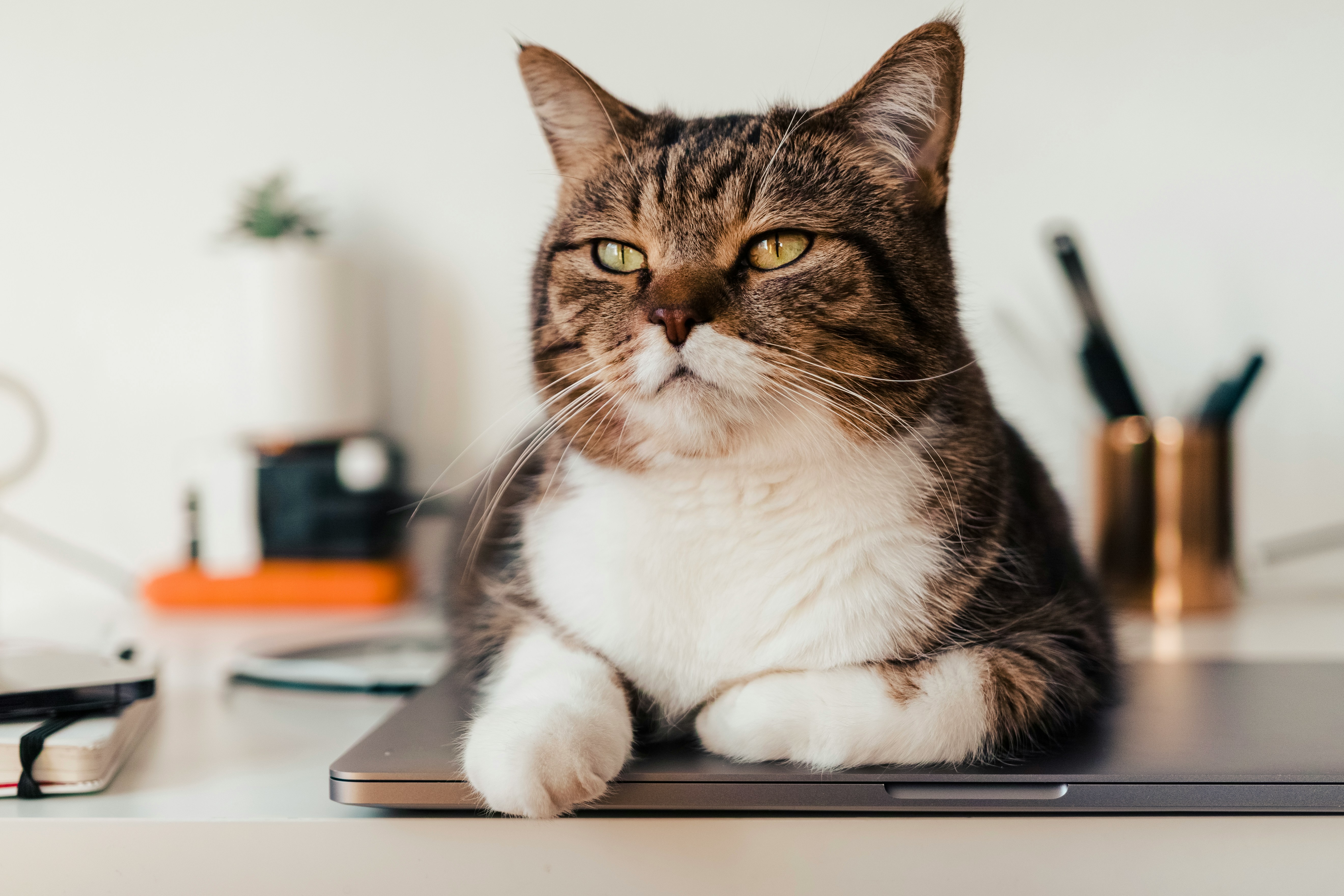 Tabby cat with white paws resting on a closed laptop on a desk.