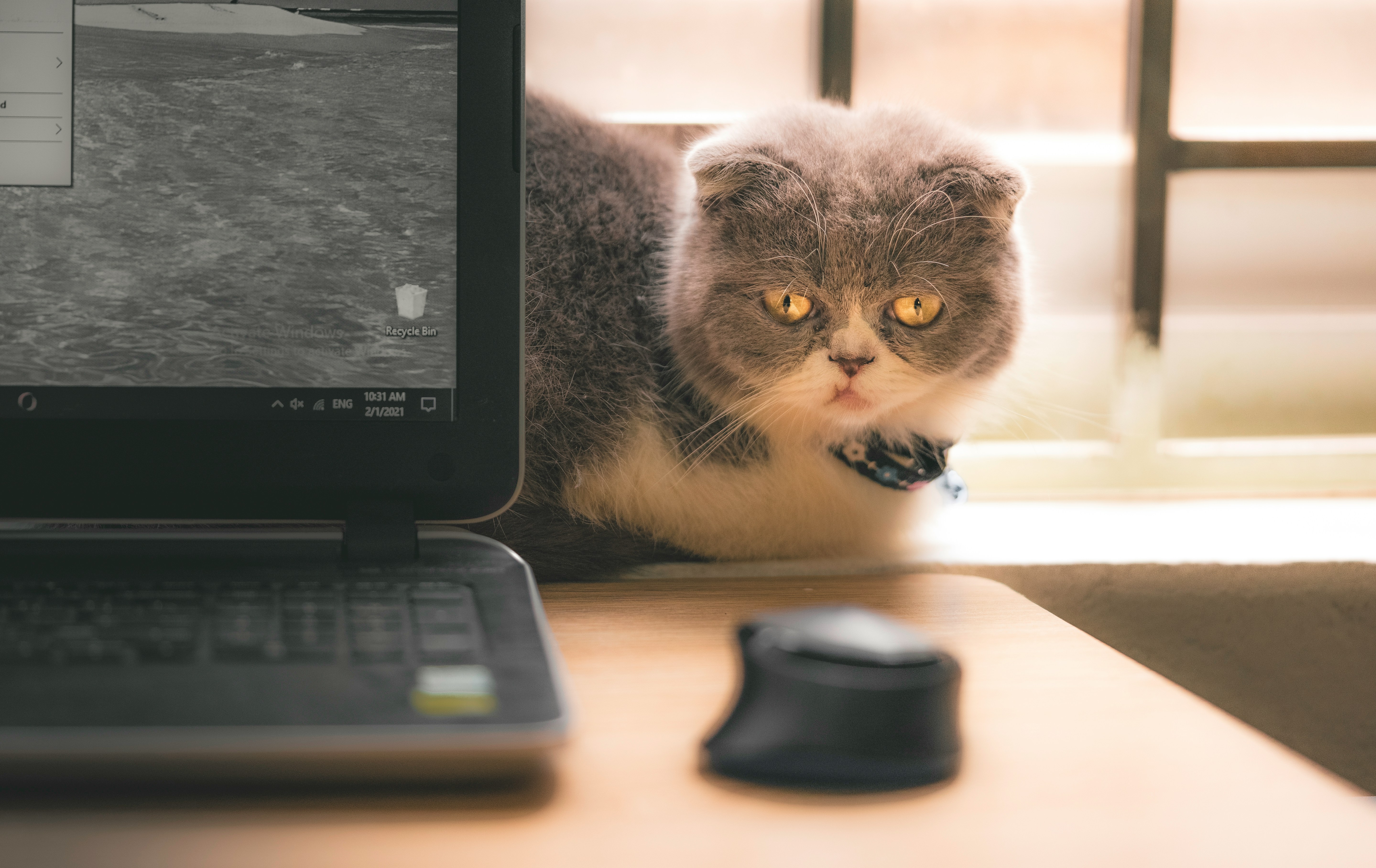 Gray and white cat with yellow eyes wearing a collar sitting on a desk beside a laptop and a computer mouse.