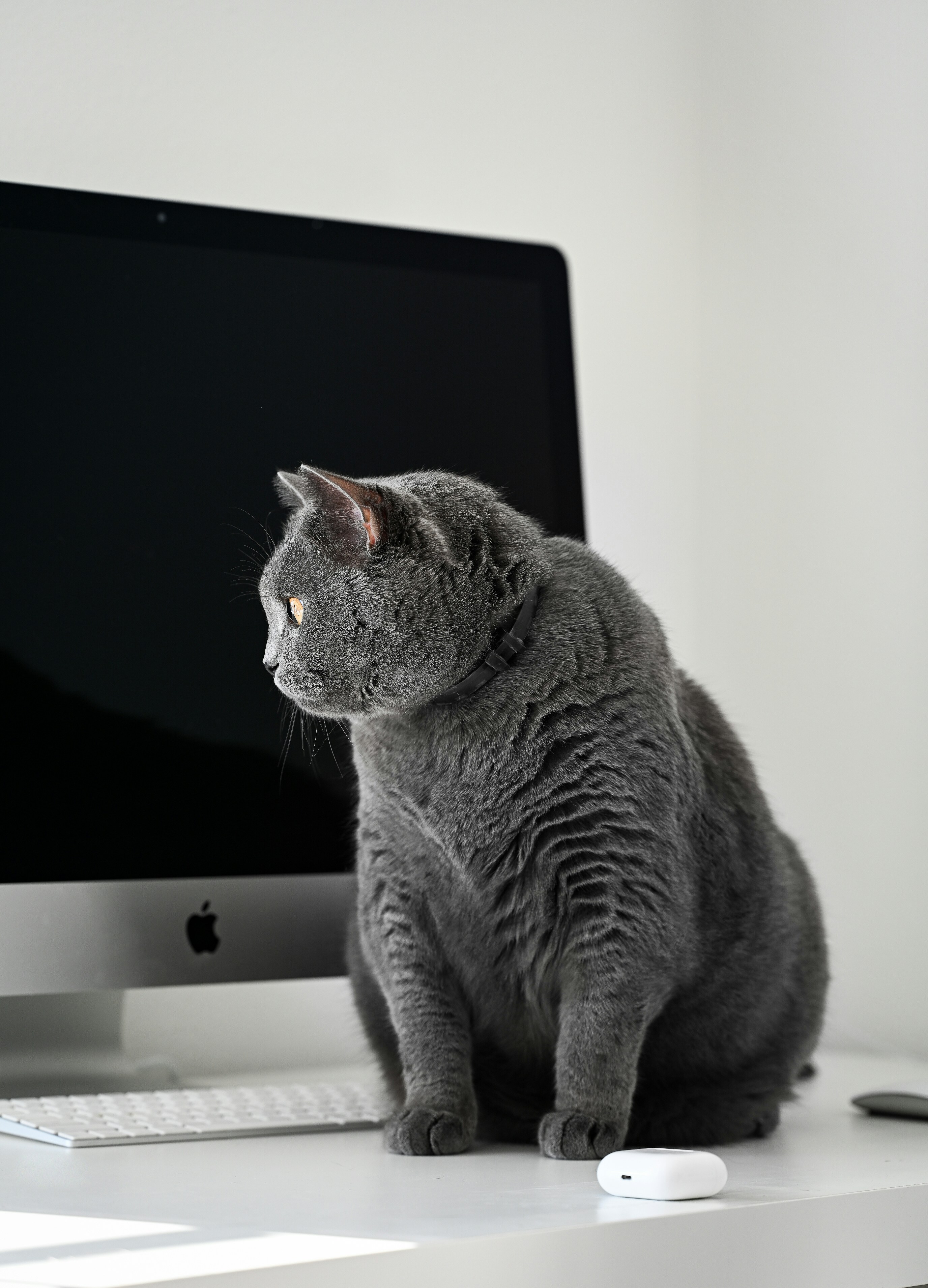 Gray cat with amber eyes sitting on a white desk next to a computer monitor and wireless earbuds case.
