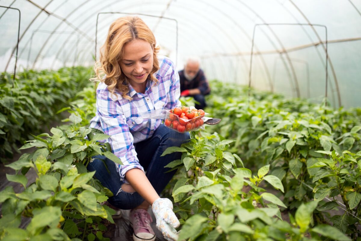 usaha modal 5 juta di kampung