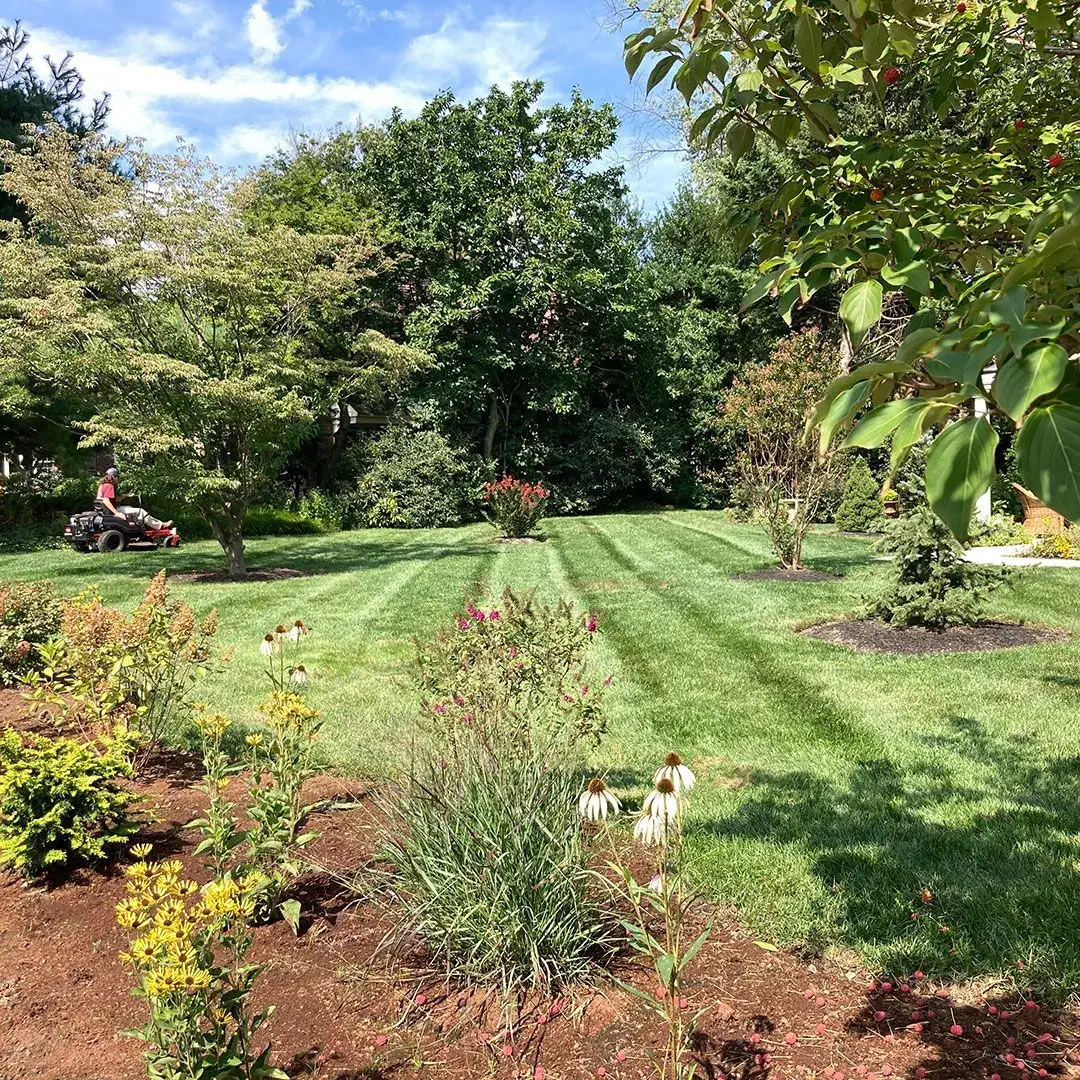 large yard green grass mulch shrubs