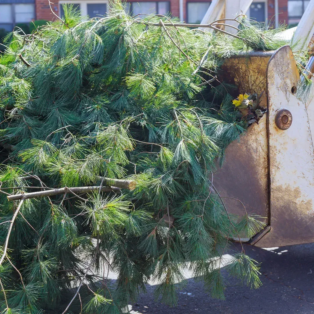 Brush Clearing