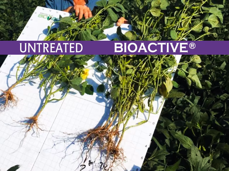 A photo of previous trial results showing soy beans treated with BIOACTIVE® have way bigger roots then the plant that was untreated..