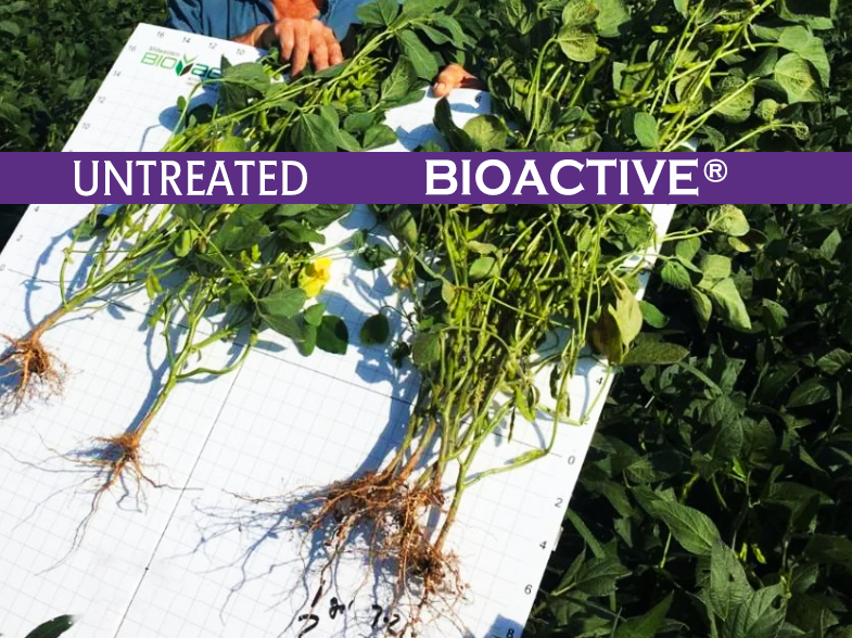 A photo of previous trial results showing soy beans treated with BIOACTIVE® have way bigger roots then the plant that was untreated..