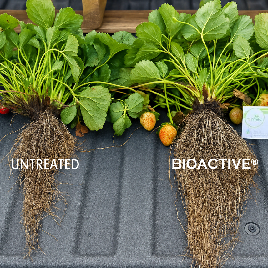 Comparison of two strawberry plants showing smaller roots for untreated and larger, denser roots for BIOACTIVE® treated plant.