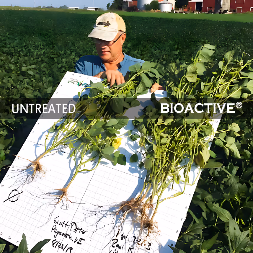 A detailed photo of farmer showing trial results of soy beans treated with BIOACTIVE® roots are way bigger roots then the plant that was untreated..