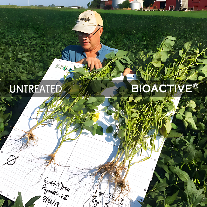 A detailed photo of farmer showing trial results of soy beans treated with BIOACTIVE® roots are way bigger roots then the plant that was untreated..