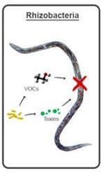 Rhizobacteria producing VOCs and toxins that kill nematodes