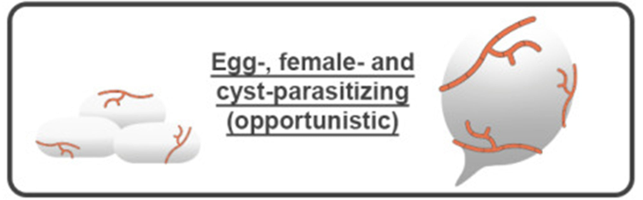 Fungi parasitizing nematode eggs and cysts
