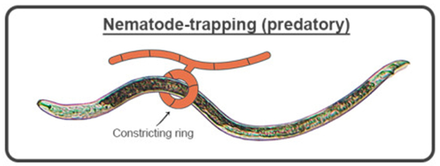 Nematode-trapping predatory fungus with constricting ring
