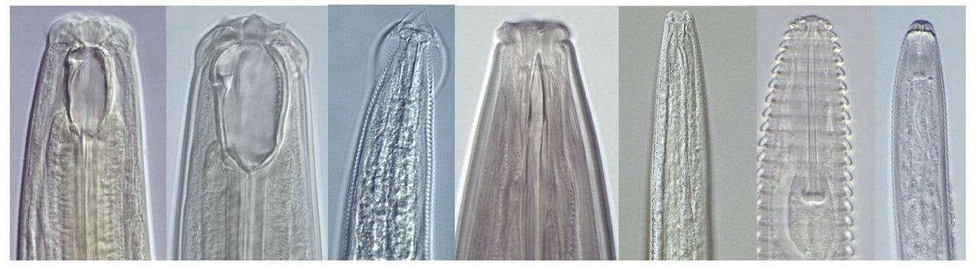 Microscopic images of different nematode mouthparts