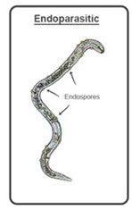 Endoparasitic bacteria and endospores inside a nematode