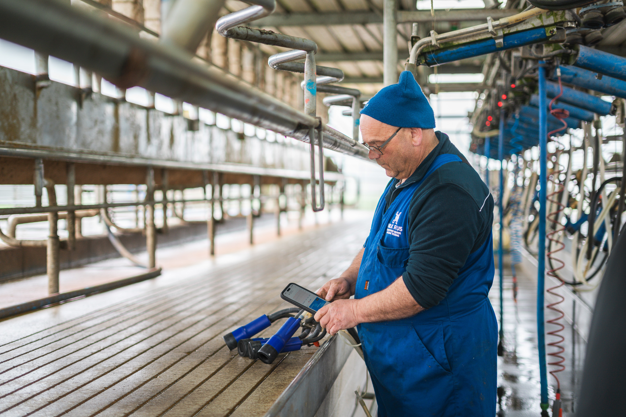 Milk R Us Rep using phone in a milking shed