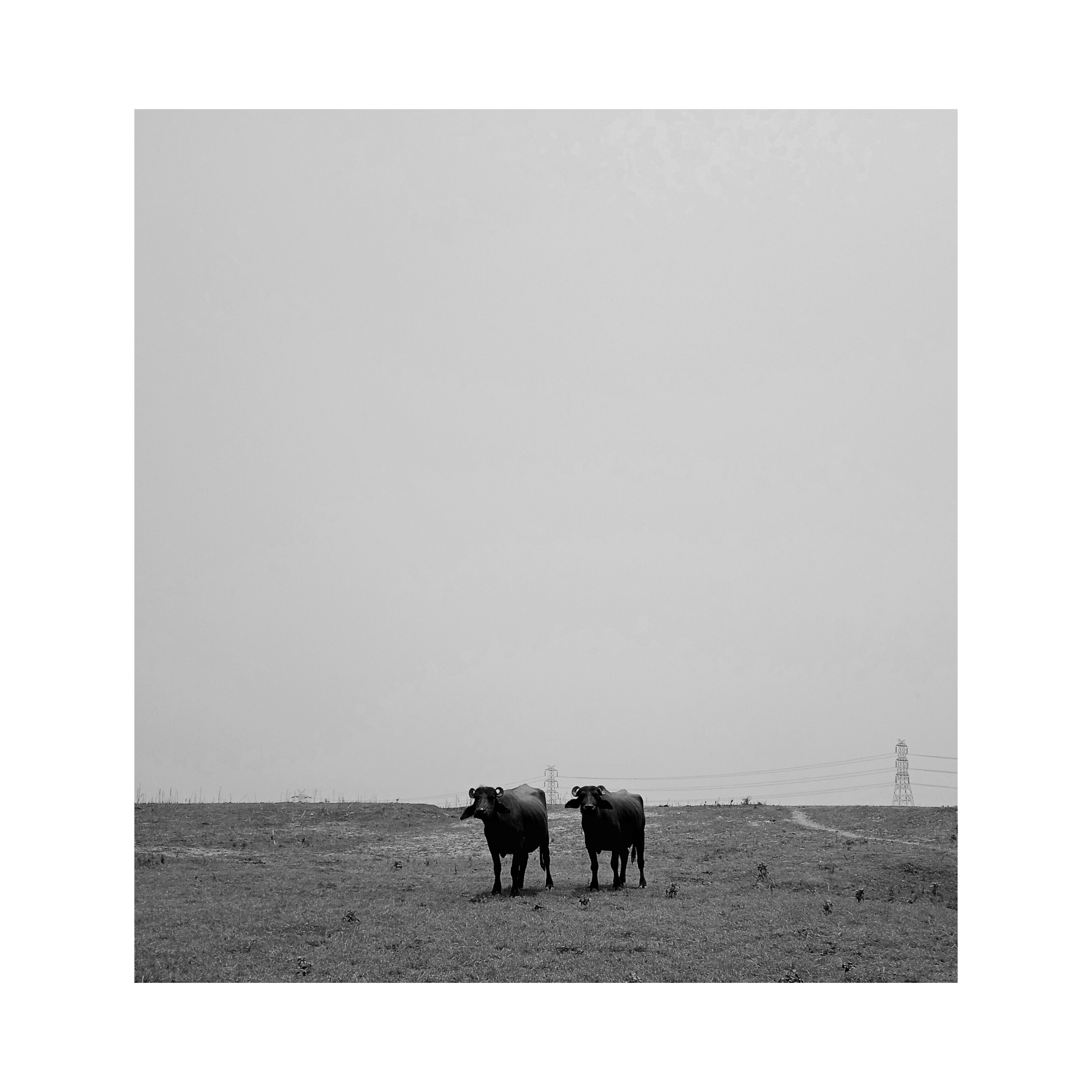 Two black cows standing on a grassy field under a clear sky with electrical towers in the background.