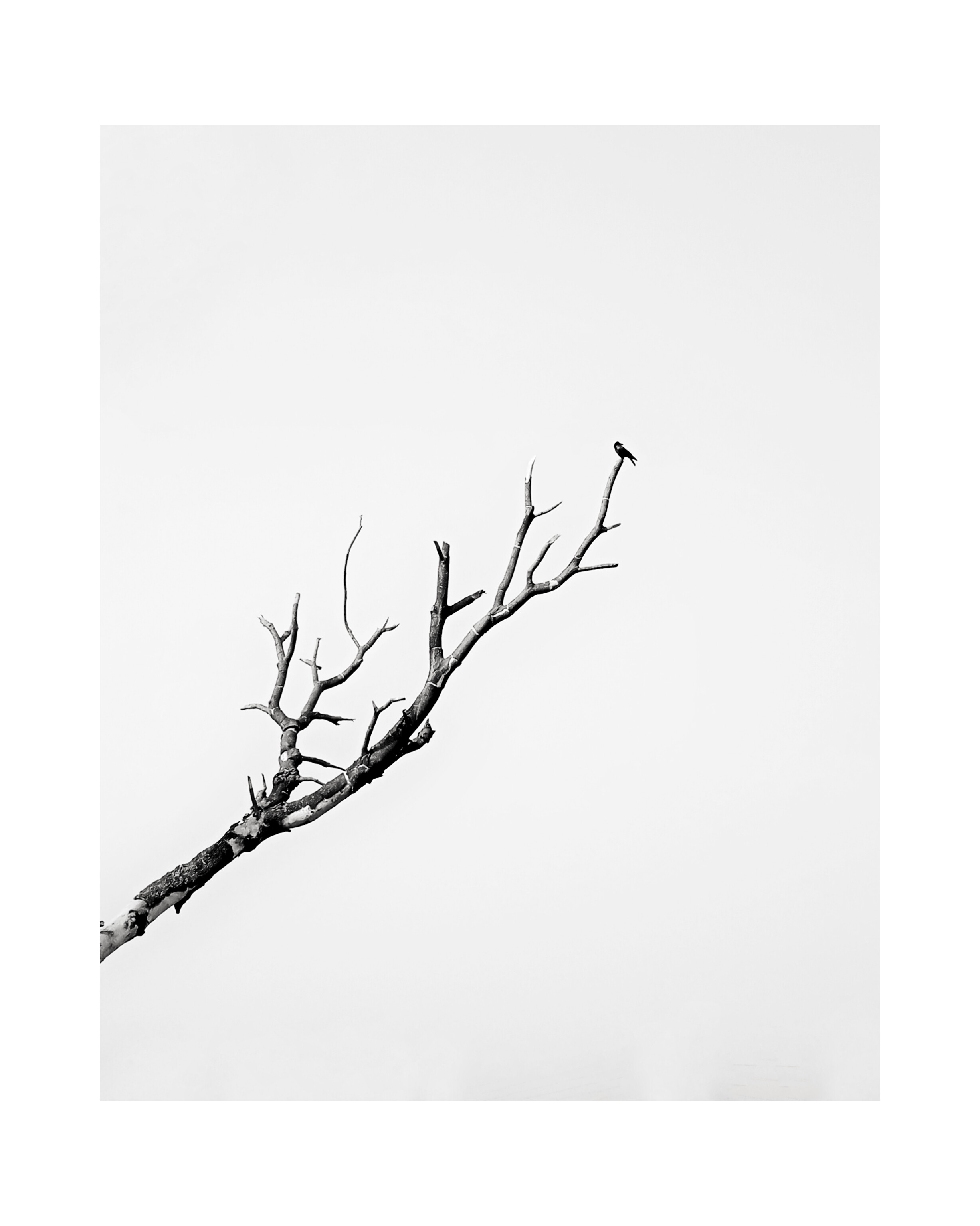 Black and white photo of a bare tree branch with a small bird perched on its tip against a plain background.