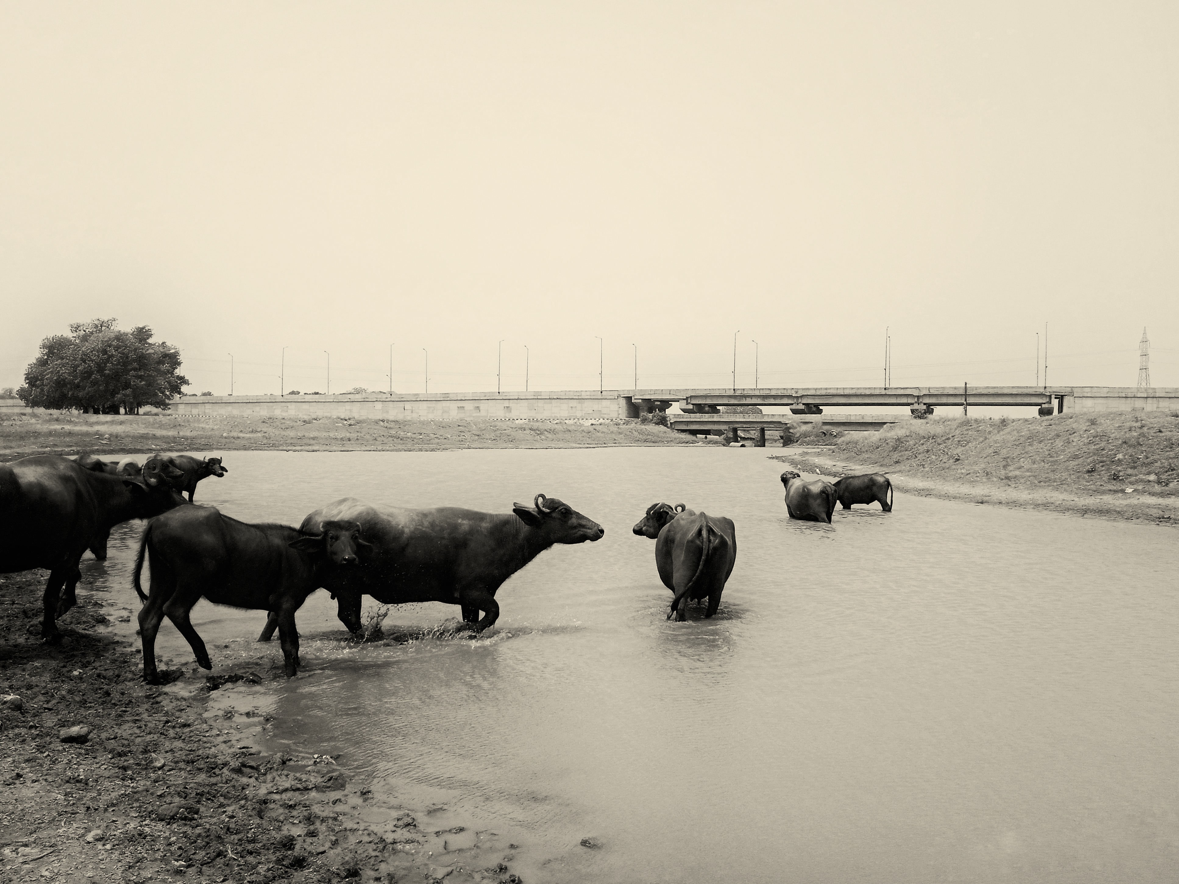 Herd of water buffalo standing and wading in a river near a bridge under an overcast sky.