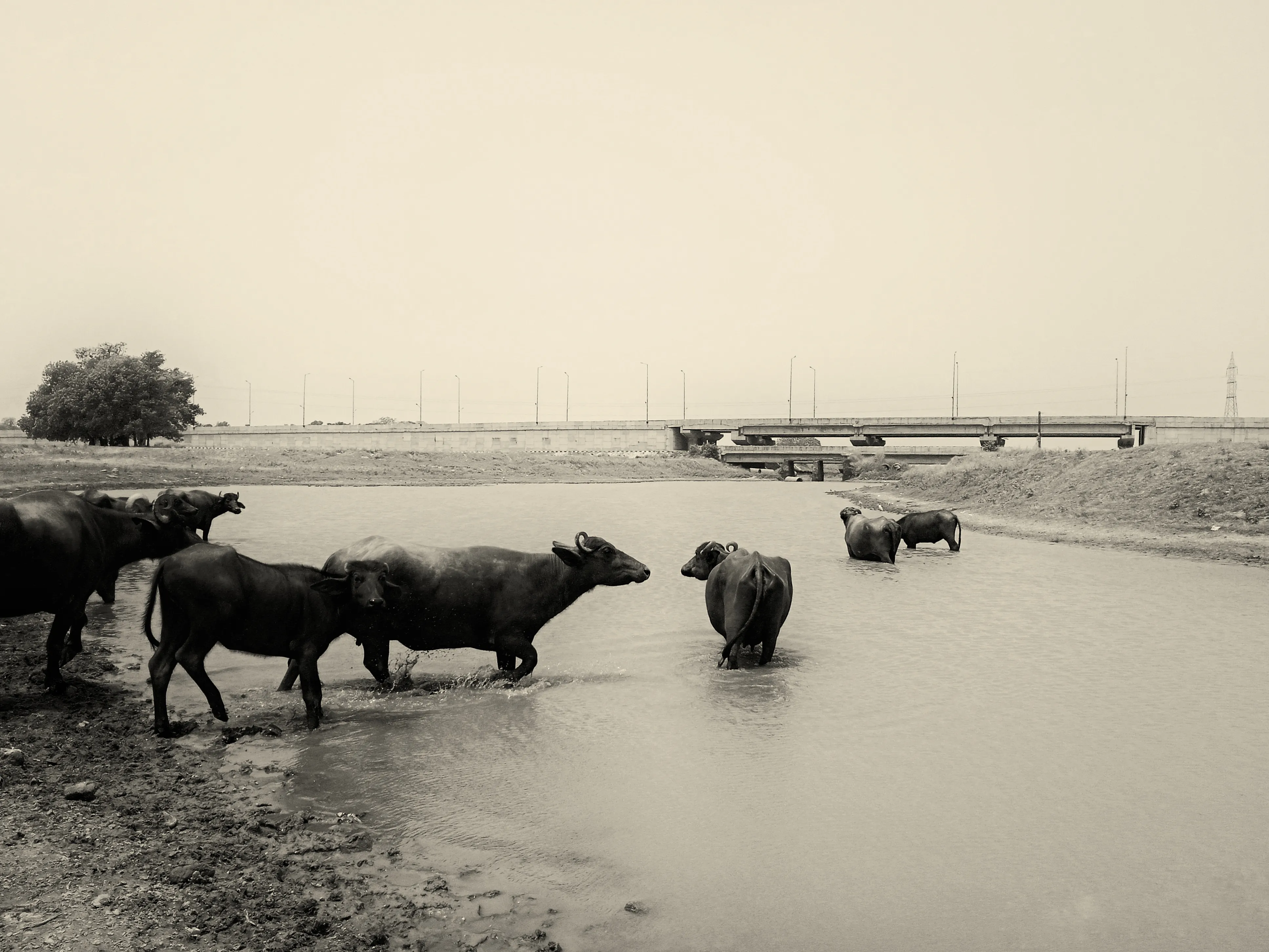 Herd of water buffalo standing and wading in a river near a bridge under an overcast sky.