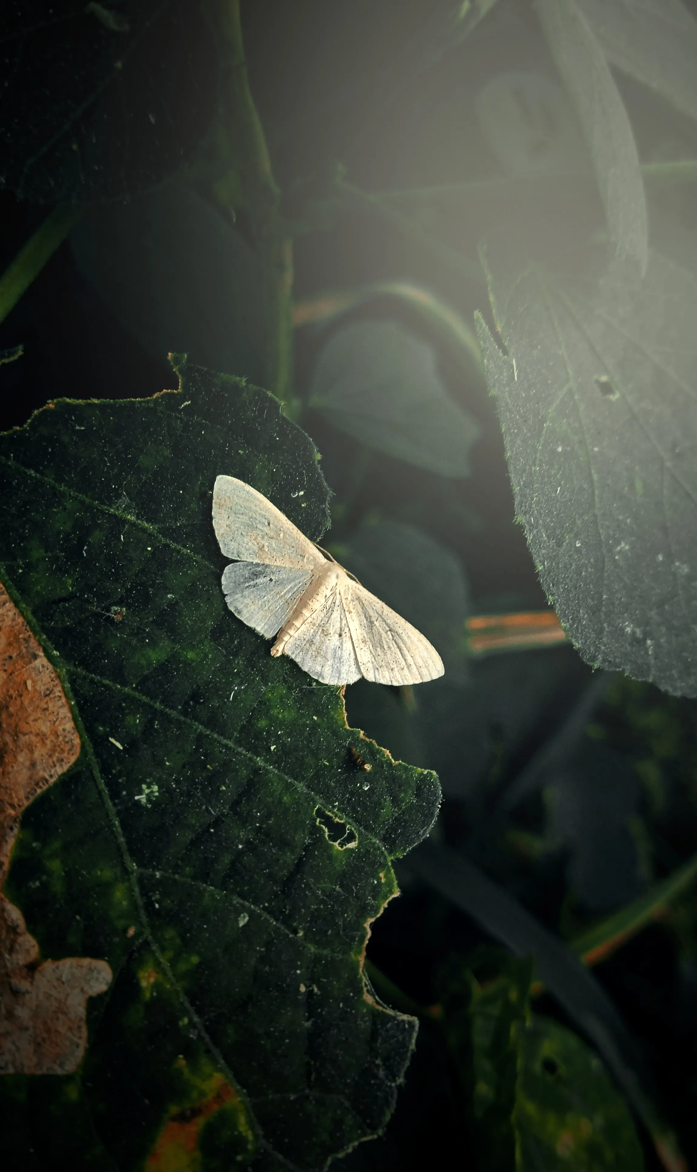 Light gray moth resting on a dark green leaf with jagged edges in low light.
