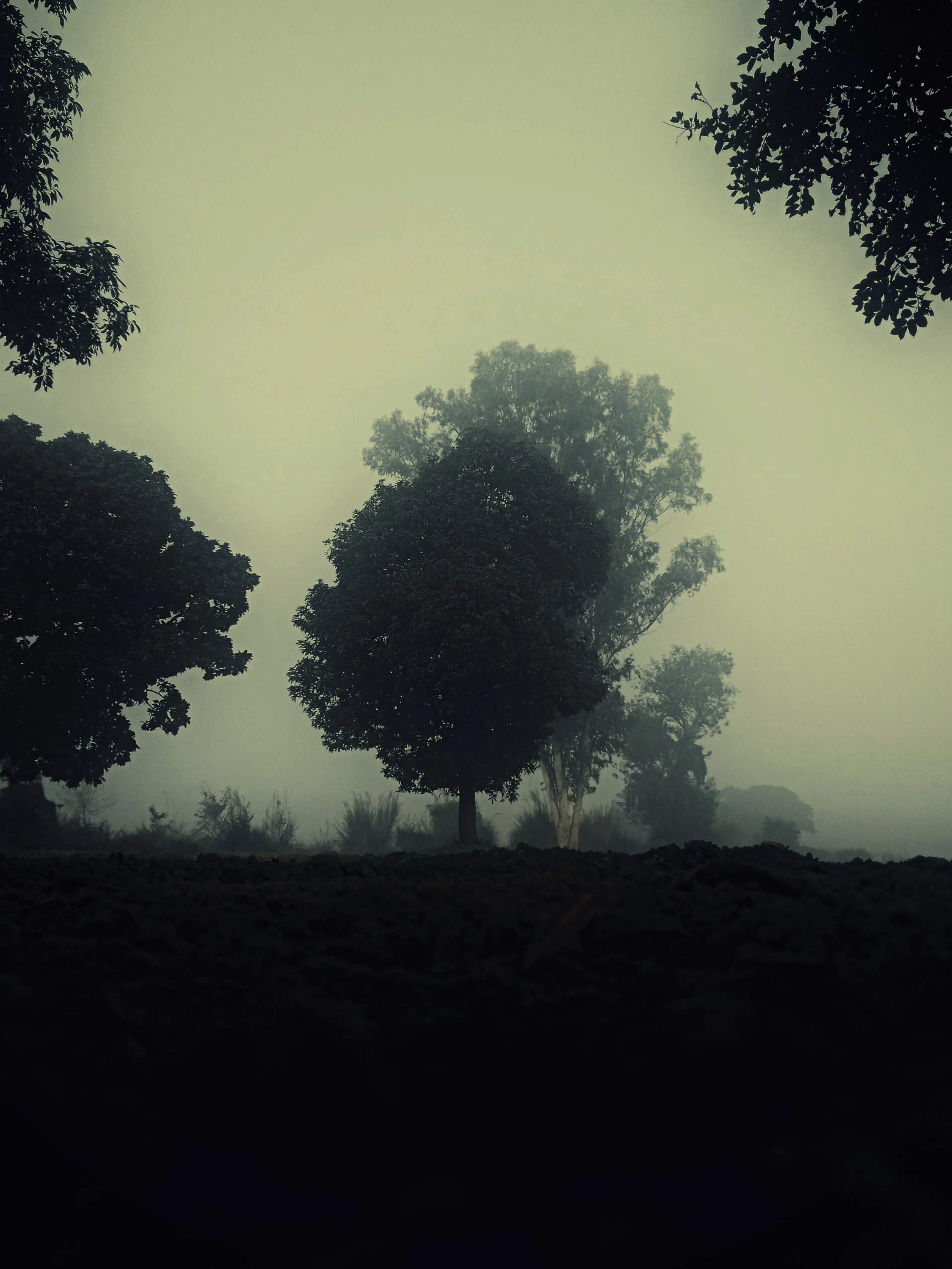 Foggy landscape with dark trees silhouetted against a misty sky and dark soil in the foreground.