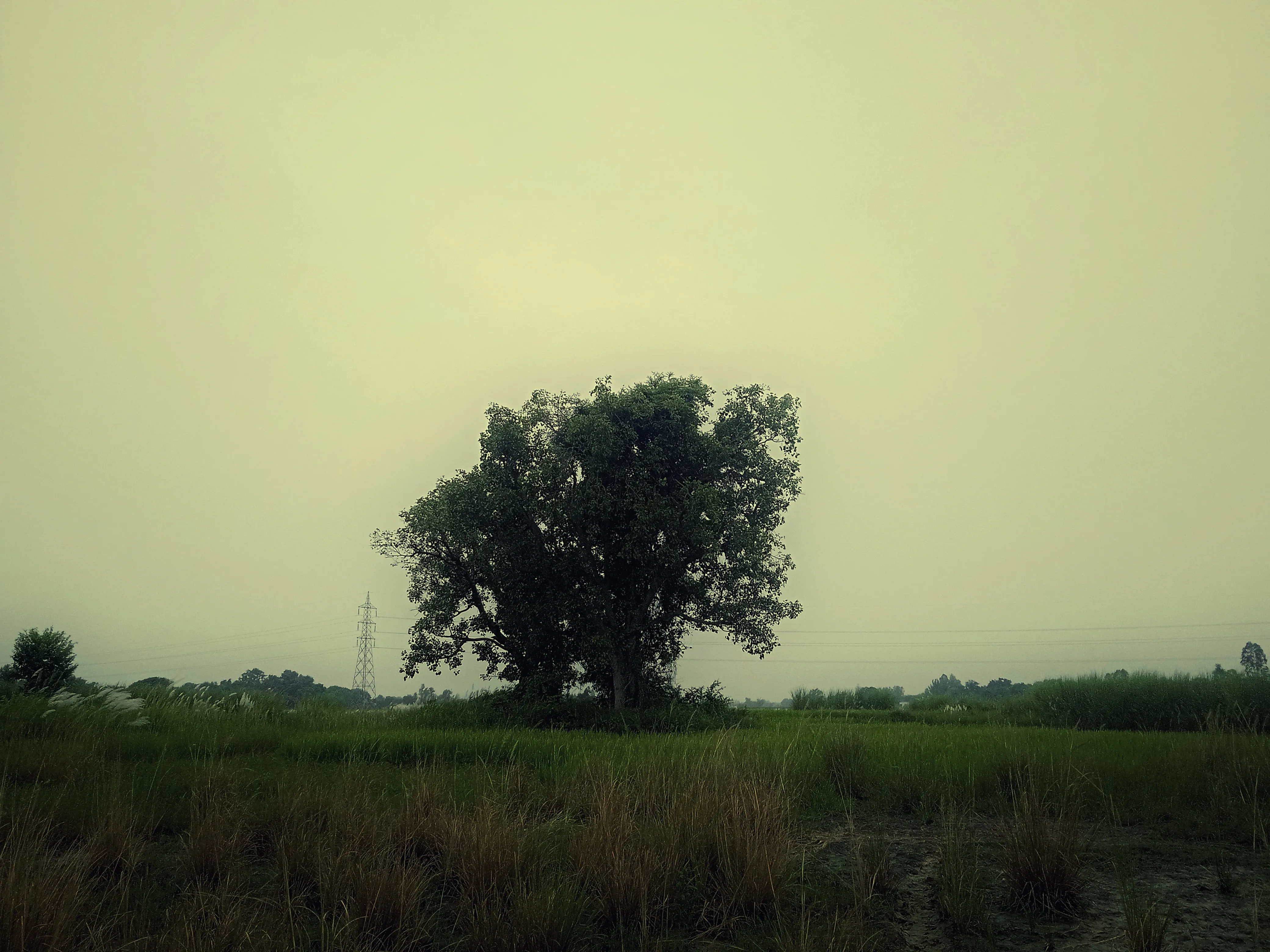 Solitary tree standing in the middle of a grassy field under a hazy sky.
