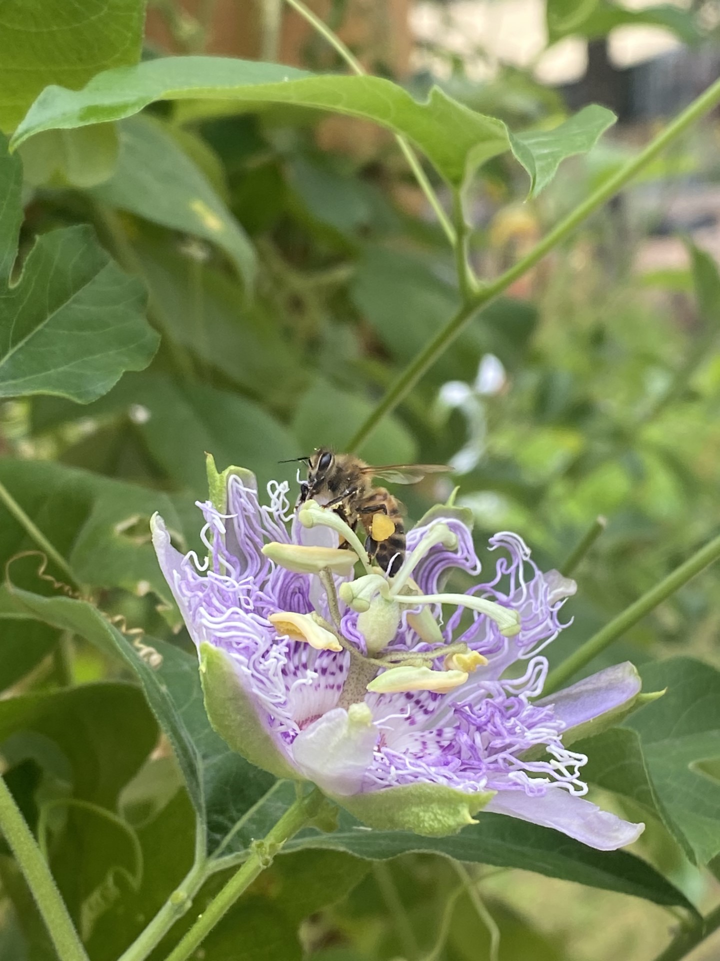 [background image] captivating photo of a serene outdoor playground (for a preschools & daycare)