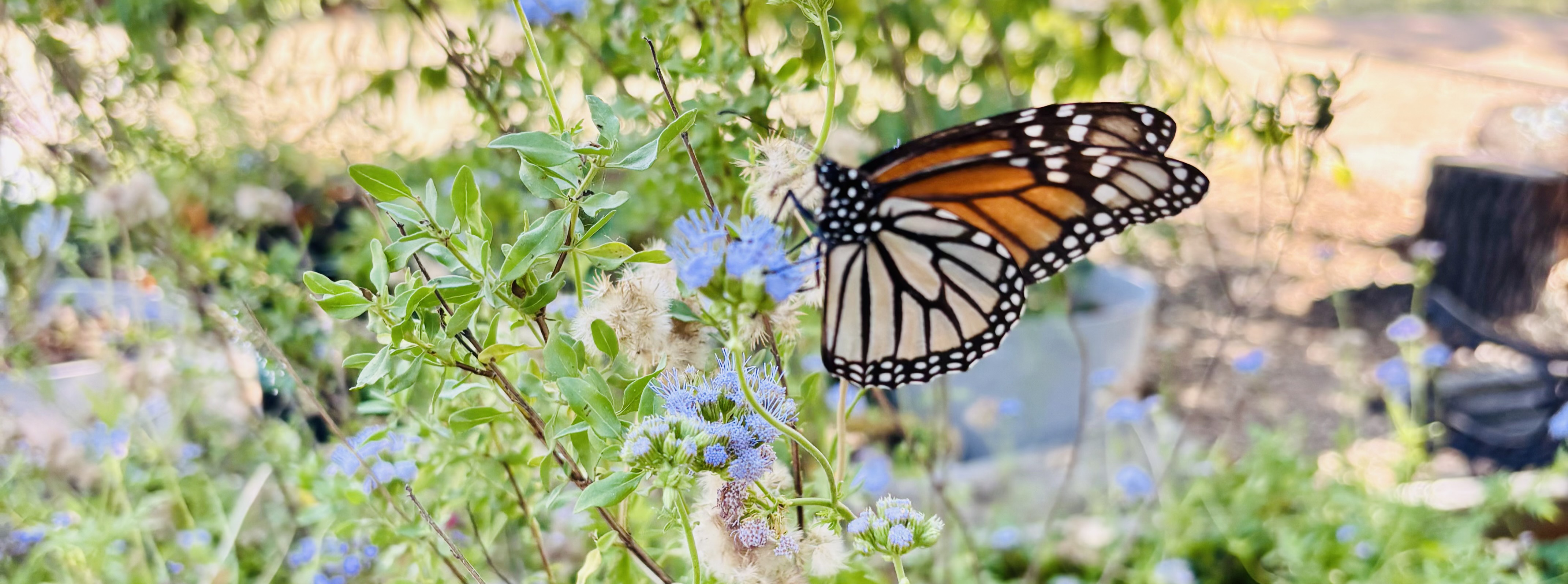 [background image] captivating photo of a serene outdoor playground (for a preschools & daycare)