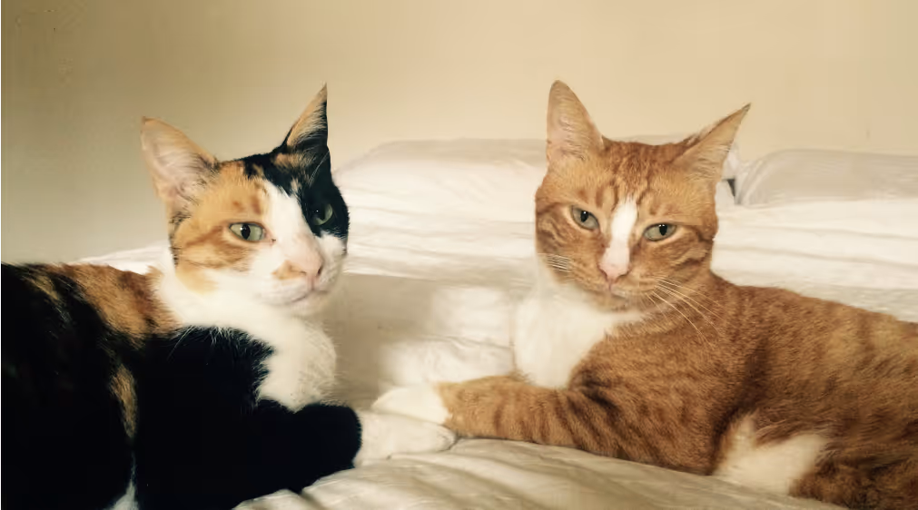 Two cats lying on a bed facing the camera, one calico and one orange tabby.