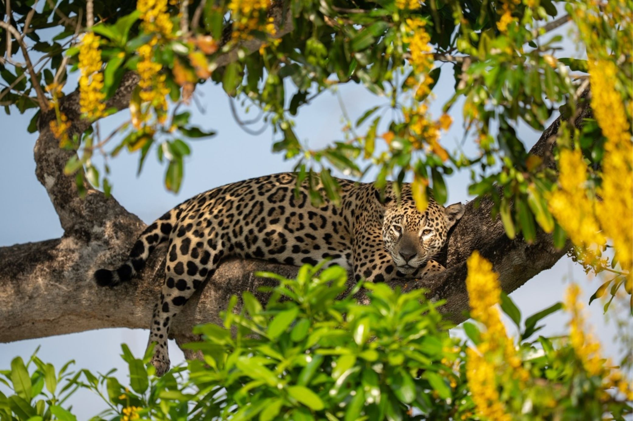 female jaguar in a blossoming tree