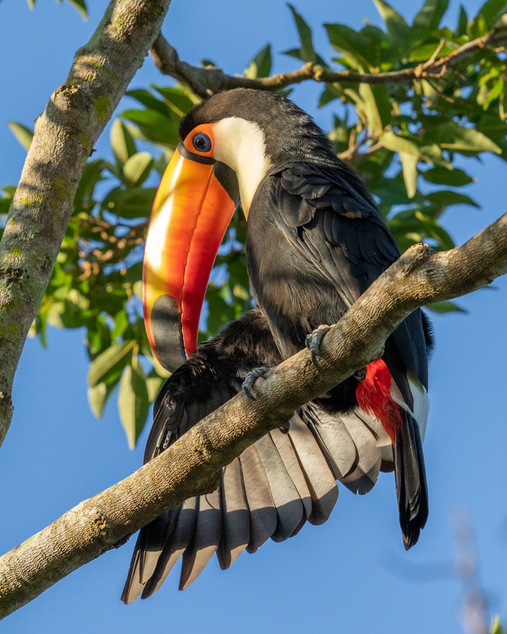 toco toucan on a branch