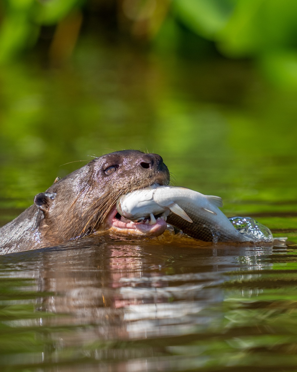 giant river otter with fish in mouth