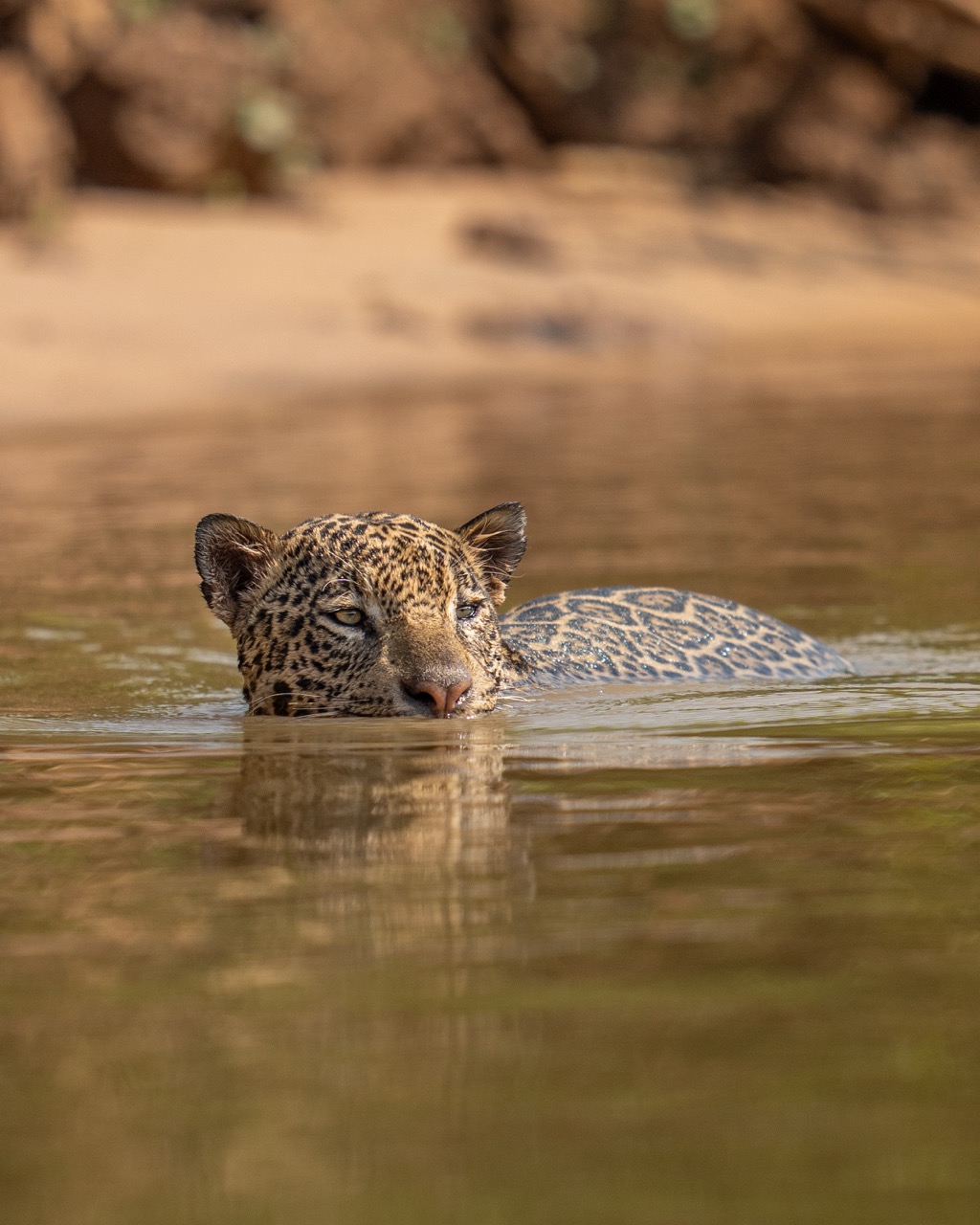 jaguar swimming in the pantanal