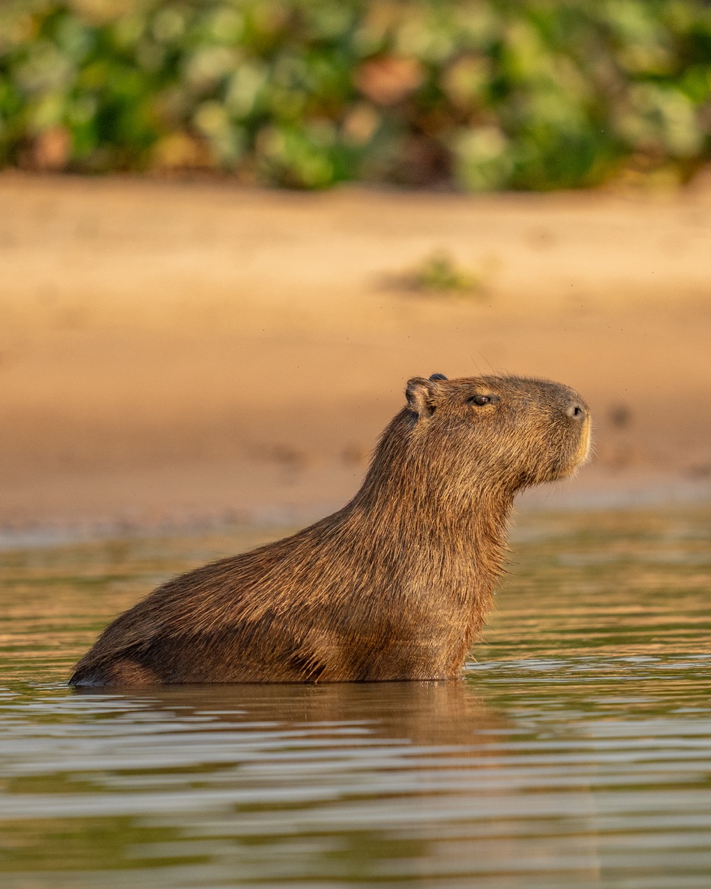 capybara in the water golden hour