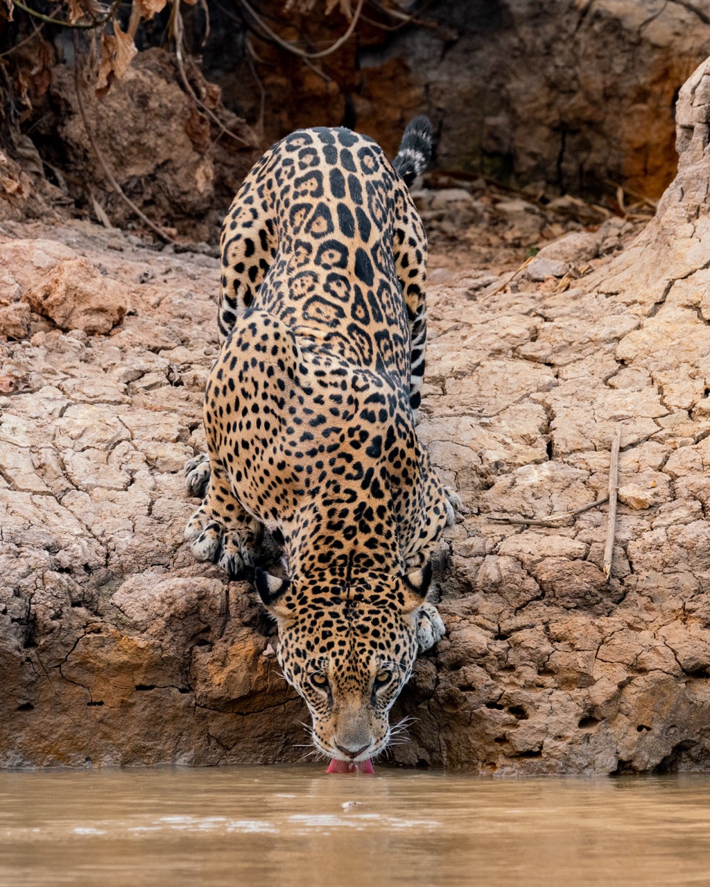 jaguar drinking water 