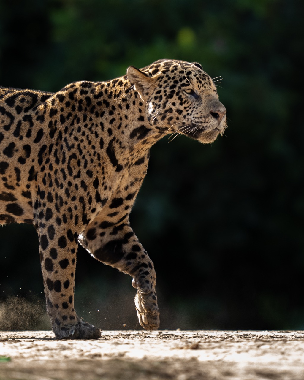 jaguar walking