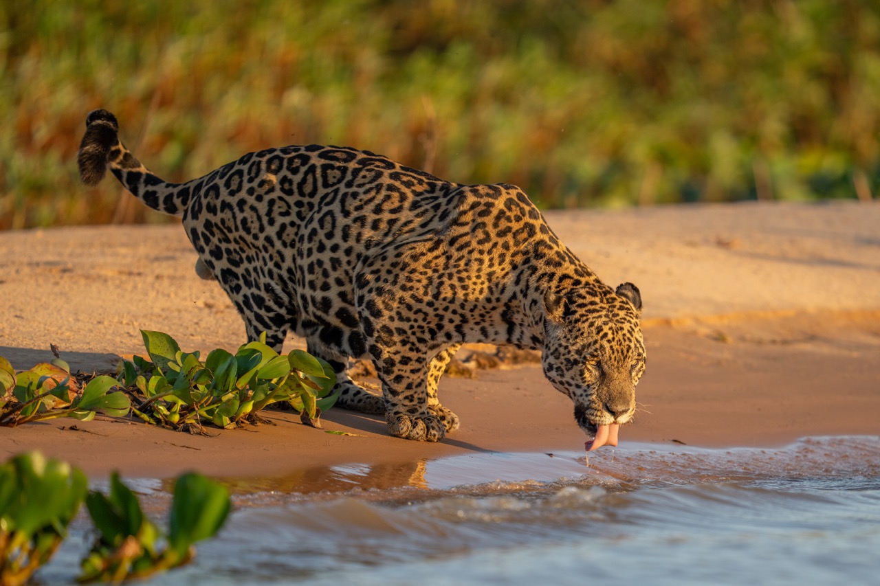 jaguar drinking water