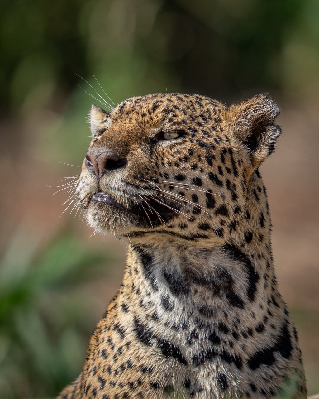 jaguar looking at something