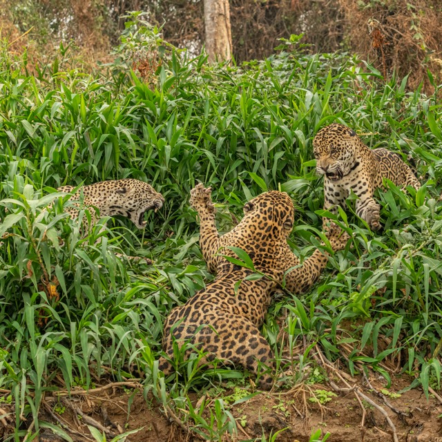 Jaguars fighting