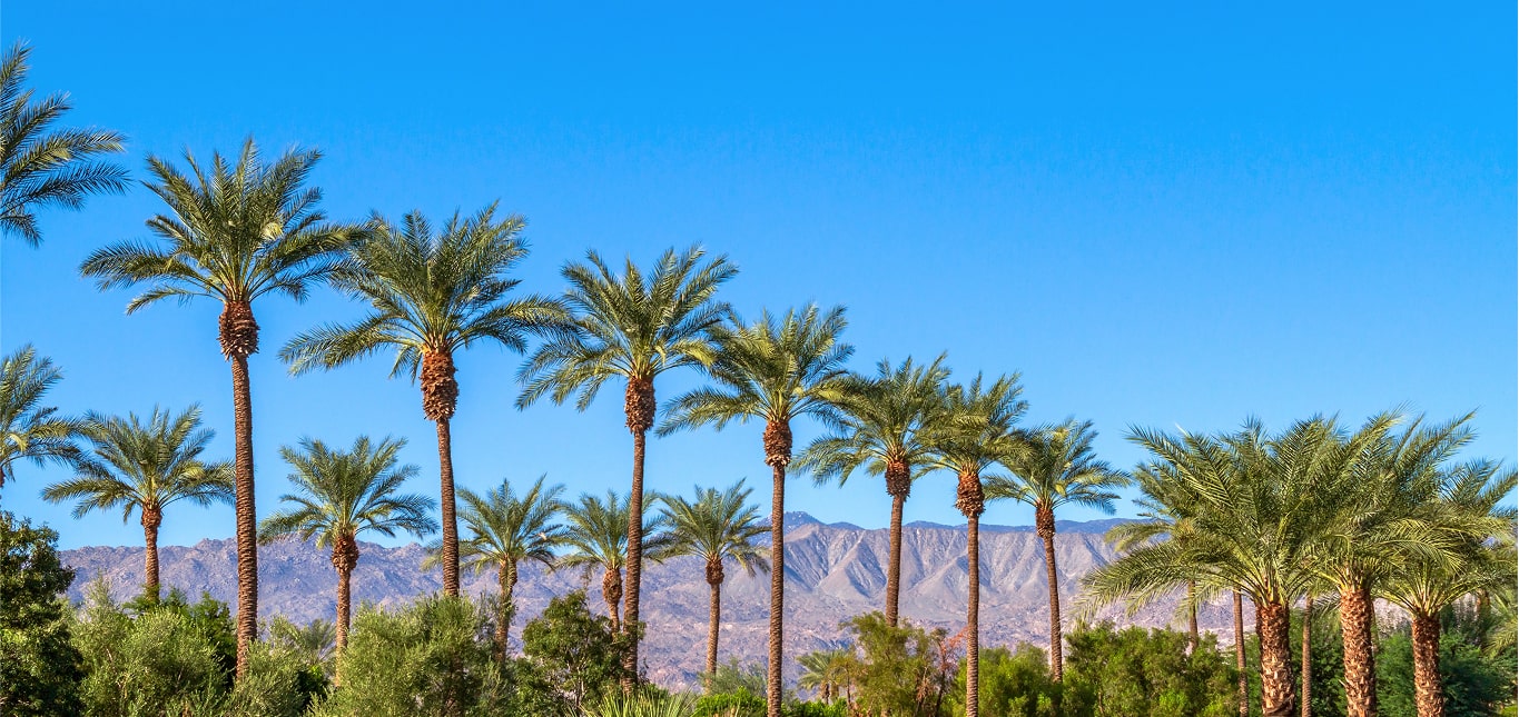 Row of palm trees under clear blue Riverside sky