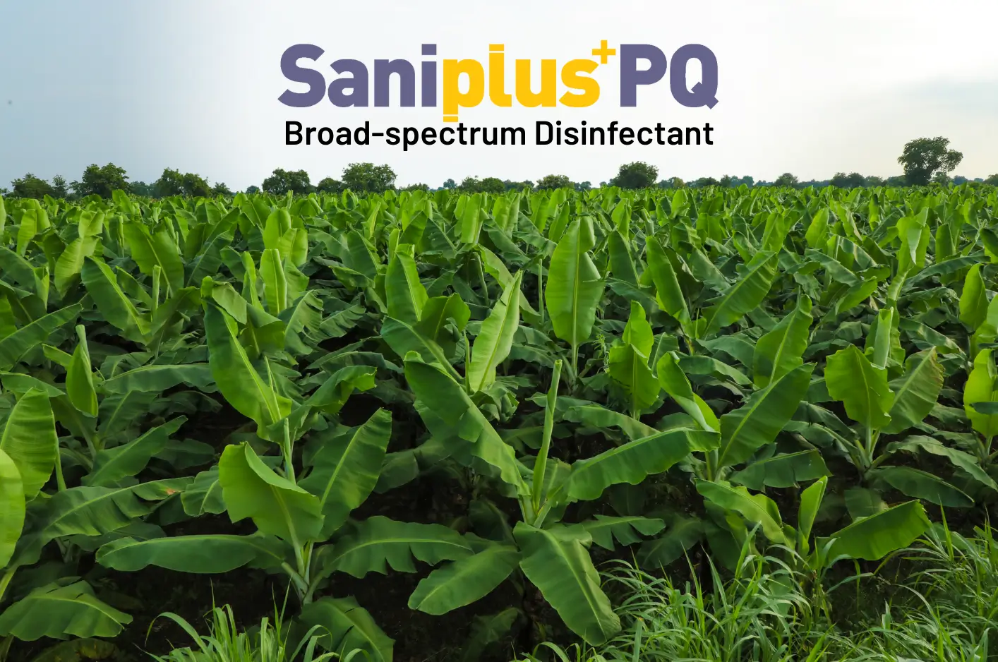 Saniplus PQ