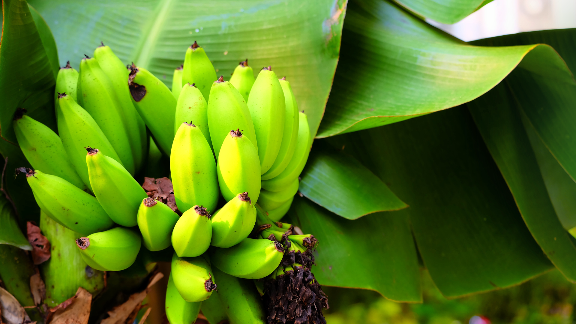 Boost Your Crop Yields