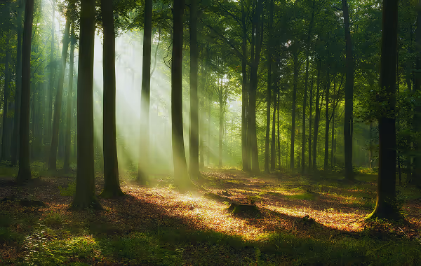 A forest with sunlight shining through the trees.