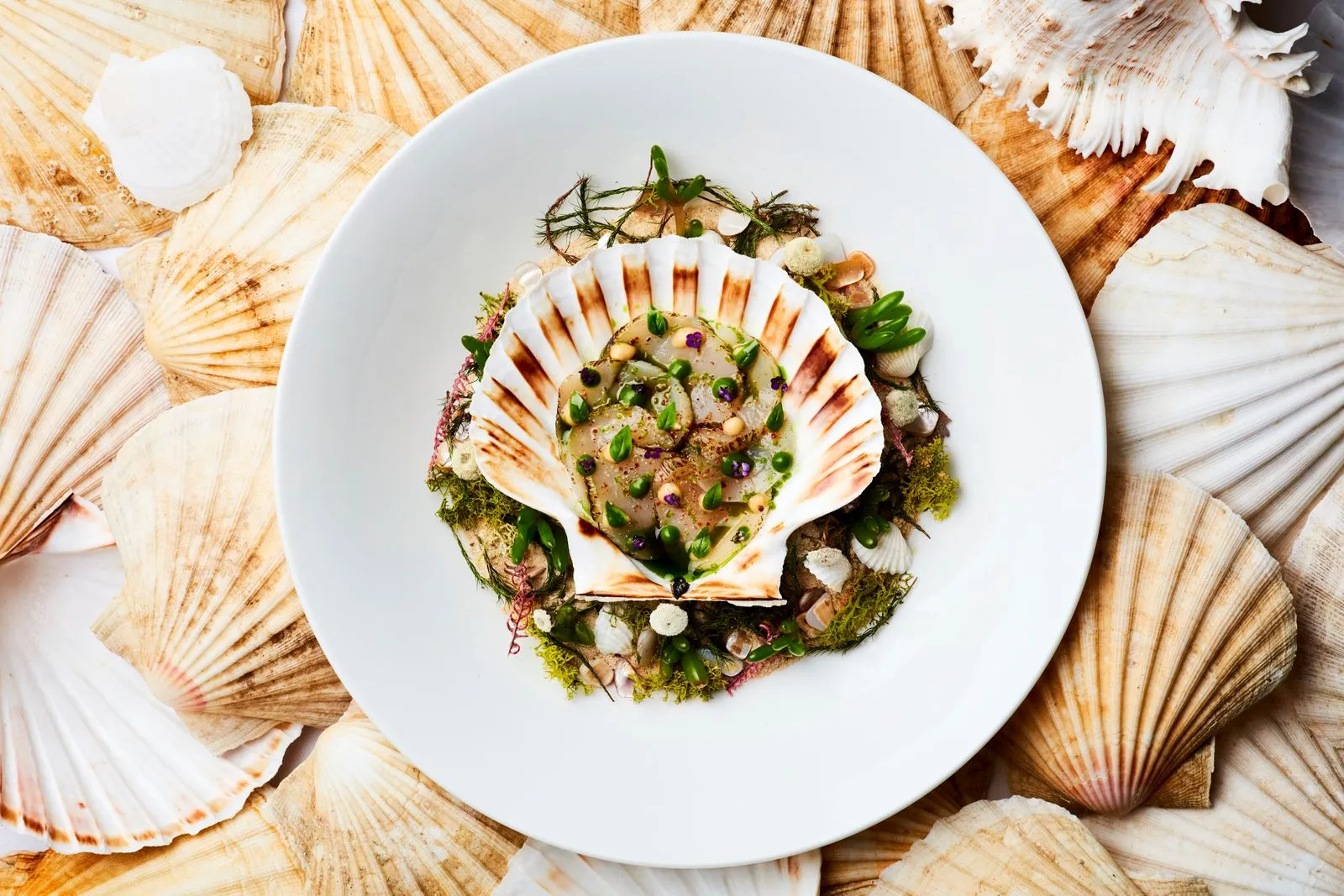 Scallop Ceviche