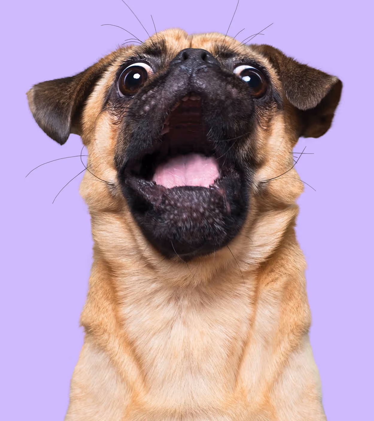 Close-up of a surprised pug with wide eyes and open mouth against a purple background.