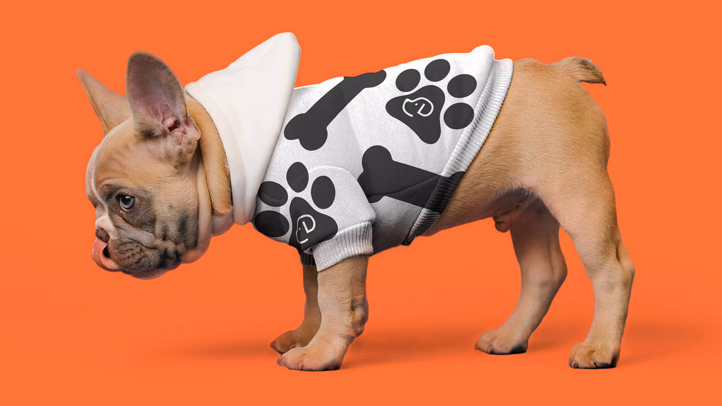 Small tan French Bulldog puppy wearing a white hoodie with black paw and bone prints against an orange background.