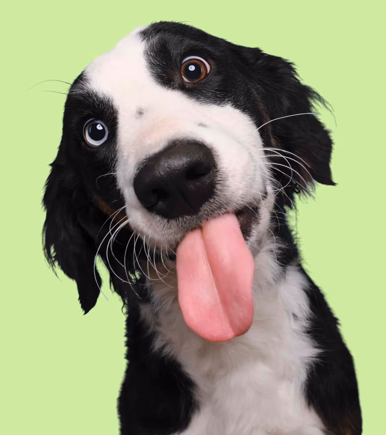 Close-up of a black and white dog with heterochromia sticking its tongue out against a light green background.