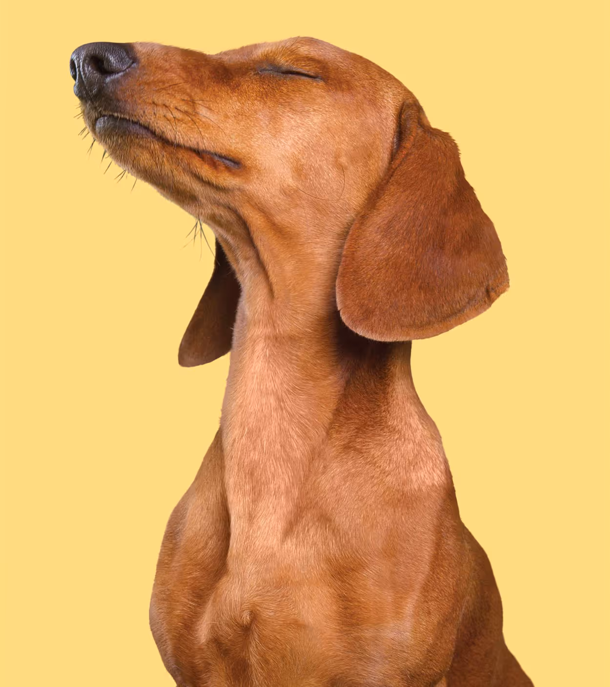 Brown dachshund dog with eyes closed facing left on a yellow background.