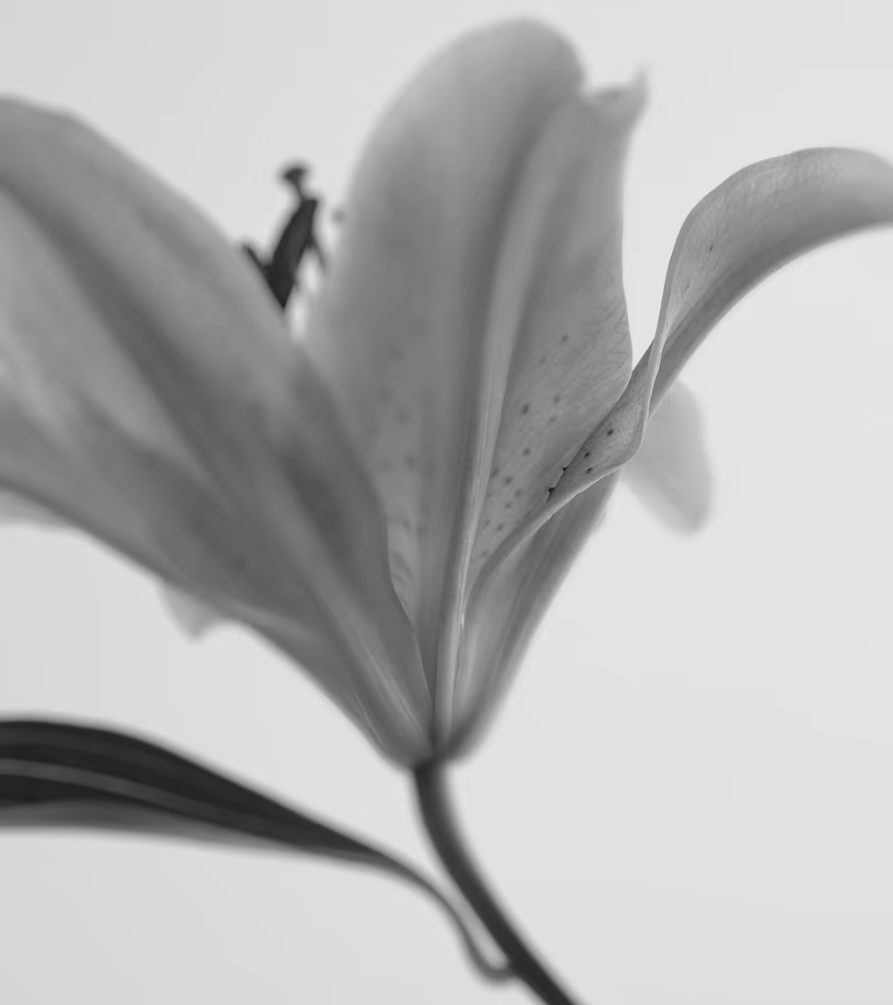 Close-up black and white photo of a flower with delicate petals and visible stamen.